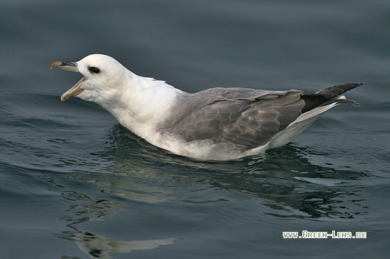 Eissturmvogel - Copyright Stefan Pfützke