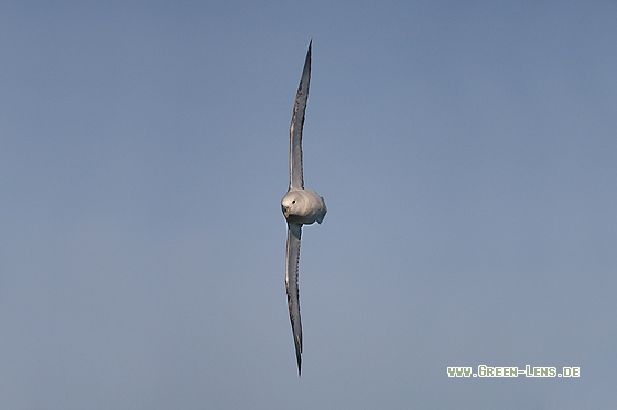 Eissturmvogel - Copyright Stefan Pfützke