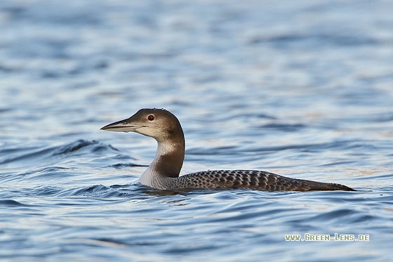 Eistaucher - Copyright Stefan Pfützke