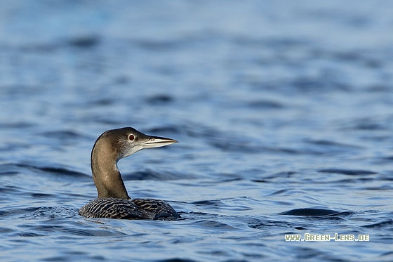 Eistaucher - Copyright Stefan Pfützke