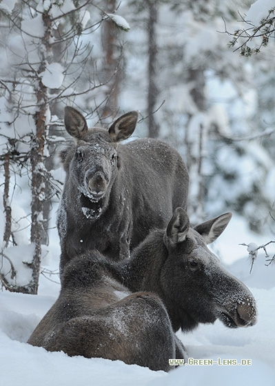 Elch - Copyright Christian Gelpke