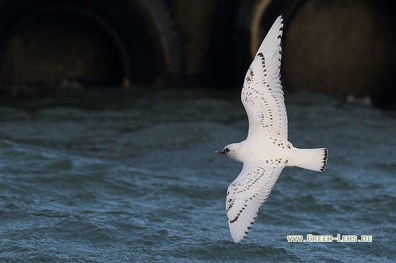 Elfenbeinmöwe - Copyright Stefan Pfützke