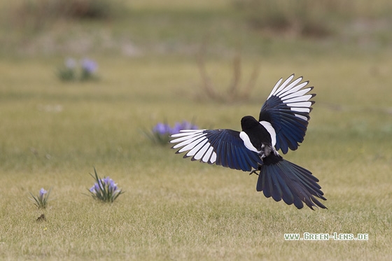 Elster - Copyright Mathias Putze