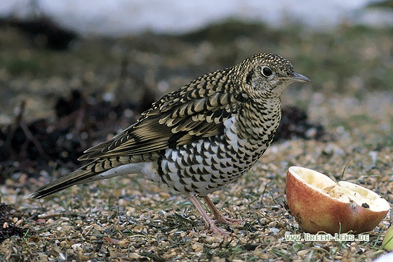 Erddrossel - Copyright Stefan Pfützke