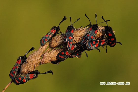 Esparsetten-Rotwidderchen - Copyright Christian Gelpke