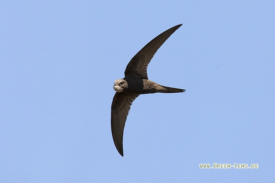 Fahlsegler - Copyright Mathias Putze