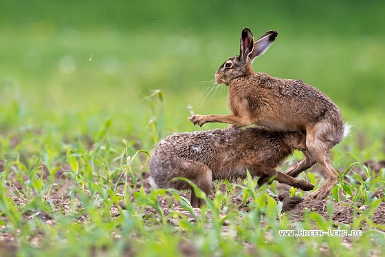 Europäischer Feldhase - Copyright Mathias Putze