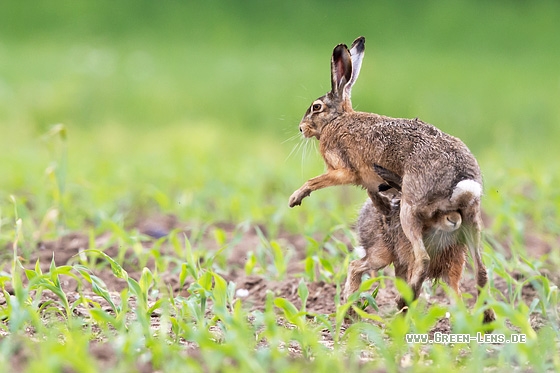 Europäischer Feldhase - Copyright Mathias Putze