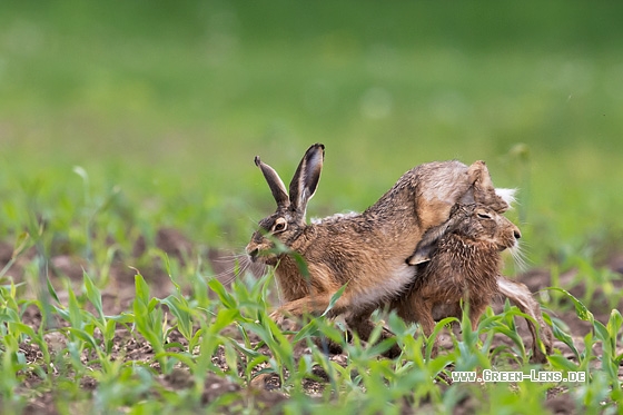 Europäischer Feldhase - Copyright Mathias Putze