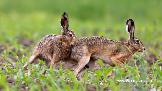Europäischer Feldhase - Copyright Mathias Putze