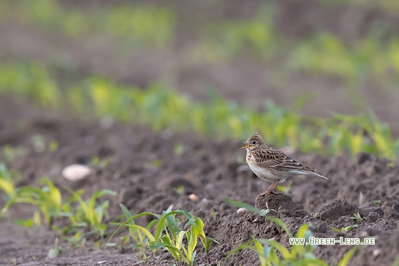 Feldlerche - Copyright Mathias Putze
