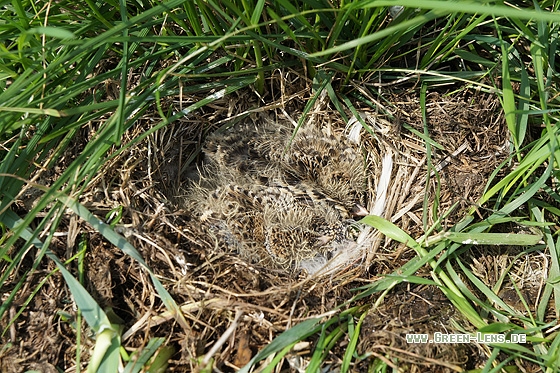 Feldlerche - Copyright Stefan Pfützke