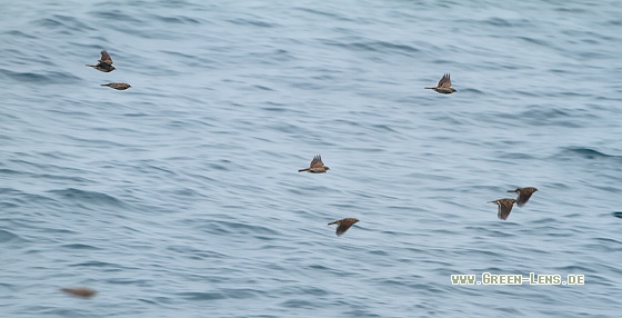 Feldlerche - Copyright Stefan Pfützke