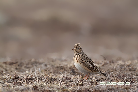 Feldlerche - Copyright Stefan Pfützke