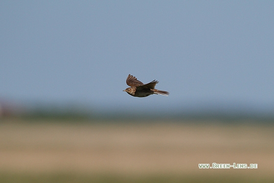 Feldlerche - Copyright Stefan Pfützke
