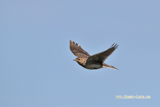 Feldlerche - Copyright Stefan Pfützke