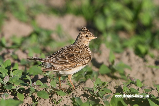 Feldlerche - Copyright Stefan Pfützke