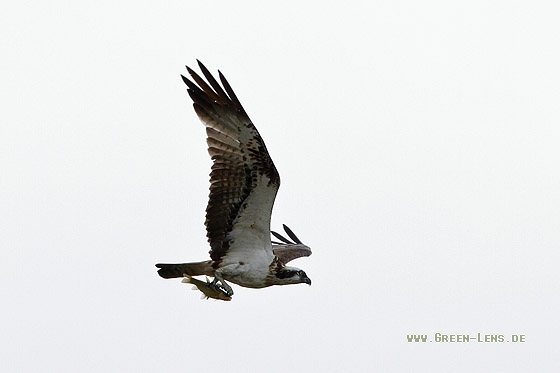 Fischadler - Copyright Stefan Pfützke