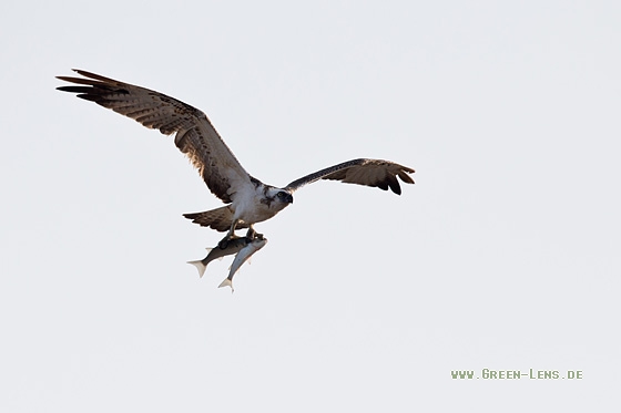 Fischadler - Copyright Mathias Putze