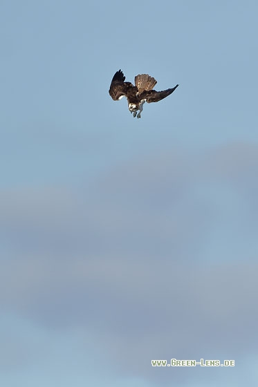 Fischadler - Copyright Stefan Pfützke