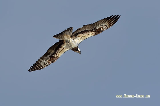 Fischadler - Copyright Stefan Pfützke