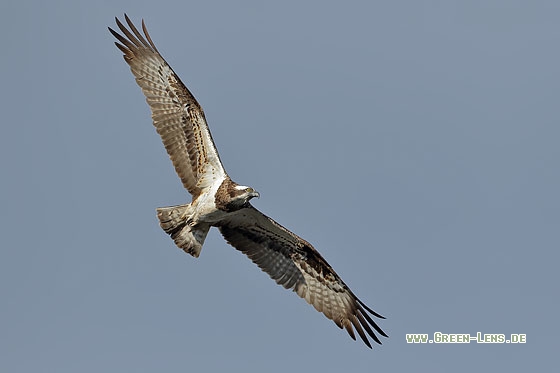 Fischadler - Copyright Stefan Pfützke