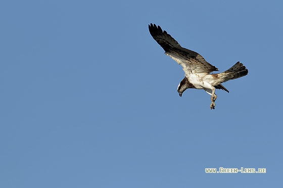 Fischadler - Copyright Stefan Pfützke