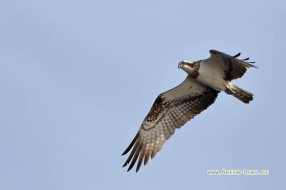 Fischadler - Copyright Stefan Pfützke