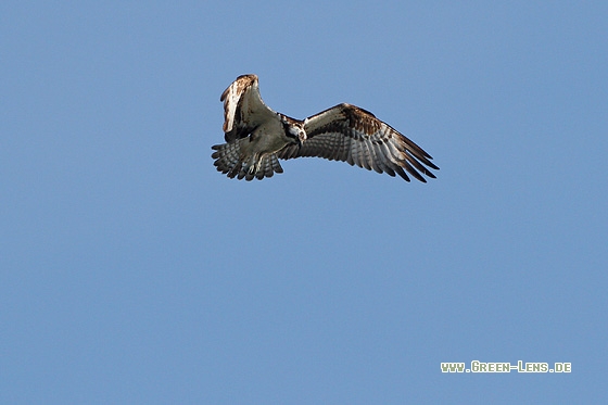 Fischadler - Copyright Stefan Pfützke