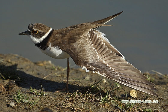 Flussregenpfeifer - Copyright Stefan Pfützke