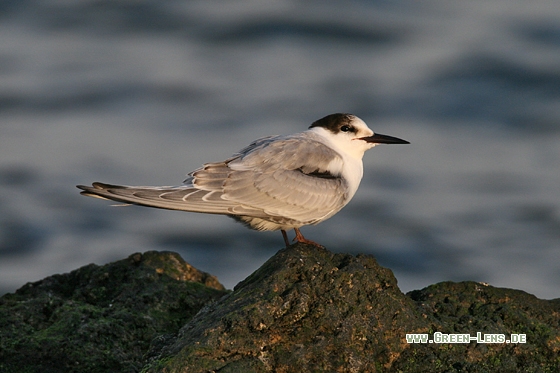 Flussseeschwalbe - Copyright Stefan Pfützke