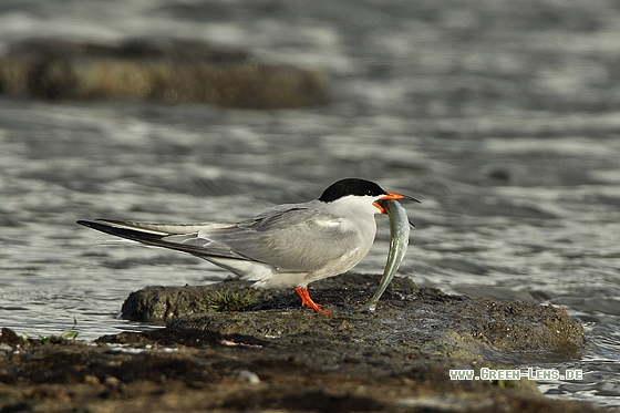 Flussseeschwalbe - Copyright Stefan Pfützke