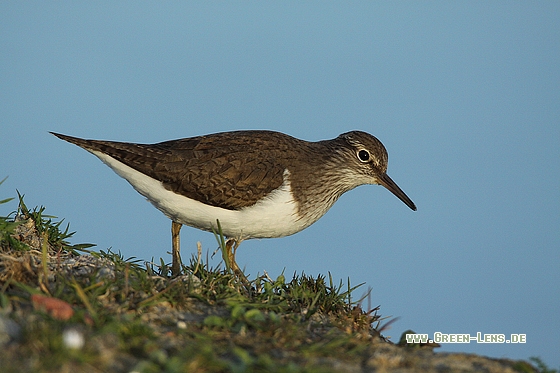 Flussuferläufer - Copyright Stefan Pfützke