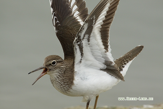 Flussuferläufer - Copyright Stefan Pfützke