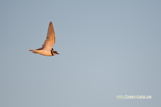 Flussregenpfeifer - Copyright Mathias Putze