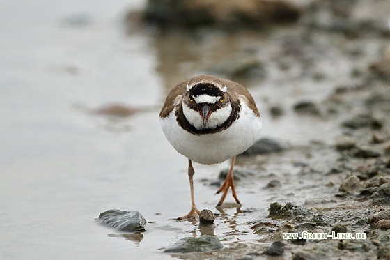 Flussregenpfeifer - Copyright Stefan Pfützke