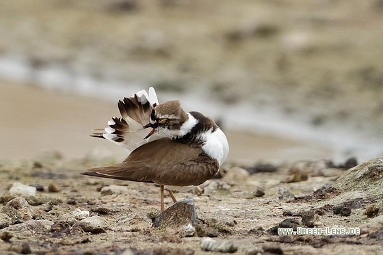 Flussregenpfeifer - Copyright Stefan Pfützke