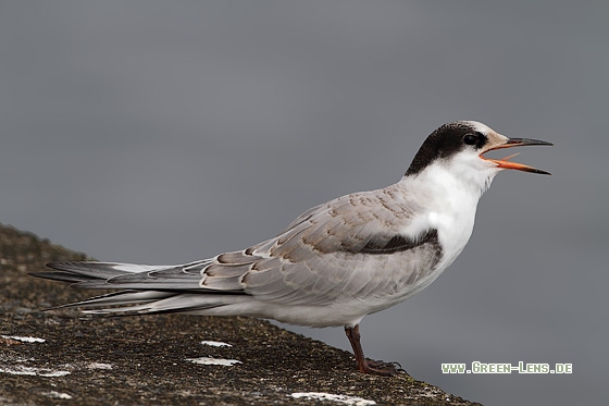 Flussseeschwalbe - Copyright Stefan Pfützke
