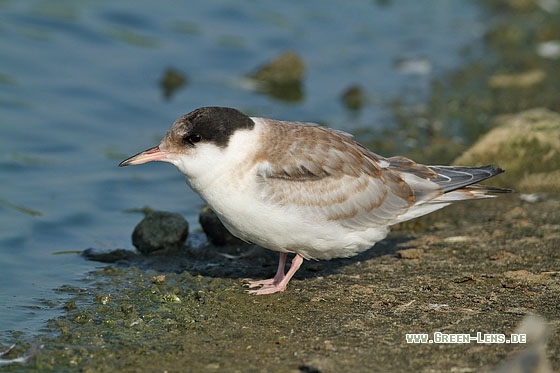 Flussseeschwalbe - Copyright Stefan Pfützke