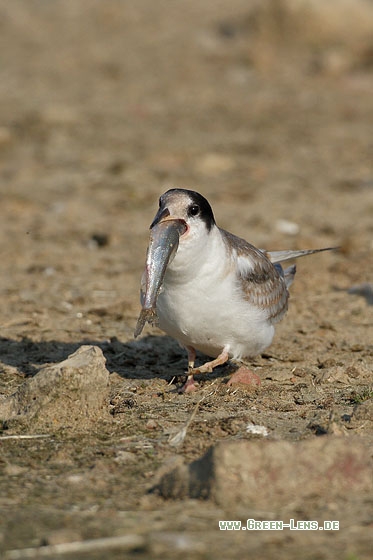 Flussseeschwalbe - Copyright Stefan Pfützke