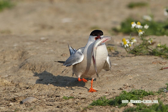 Flussseeschwalbe - Copyright Stefan Pfützke