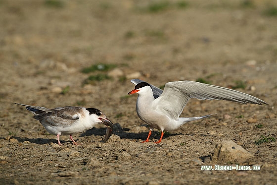 Flussseeschwalbe - Copyright Stefan Pfützke