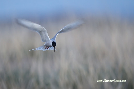 Flussseeschwalbe - Copyright Mathias Putze