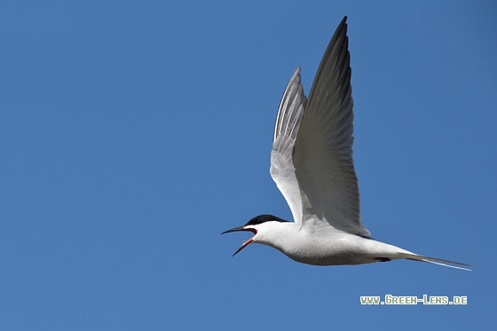 Flussseeschwalbe - Copyright Mathias Putze