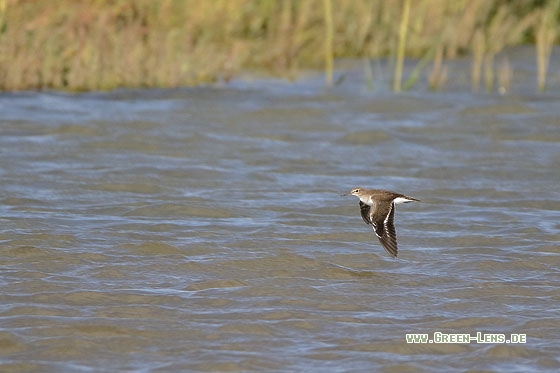 Flussuferläufer - Copyright Stefan Pfützke