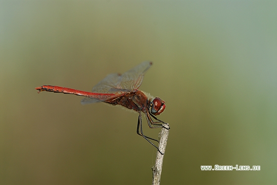 Frühe Heidelibelle - Copyright Christian Gelpke