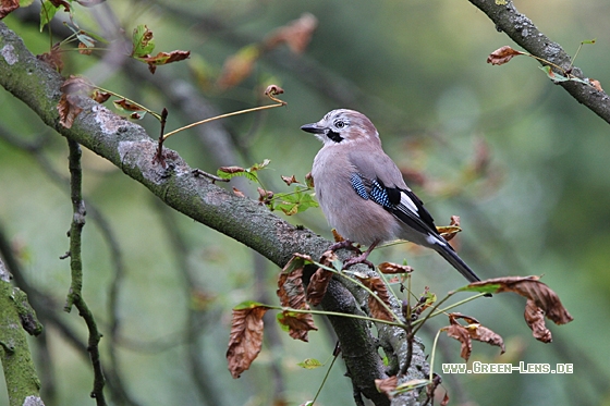 Eichelhäher - Copyright Christoph Moning