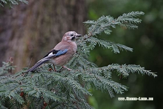 Eichelhäher - Copyright Christoph Moning