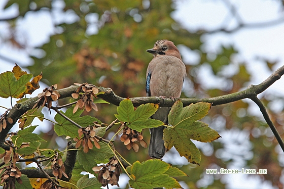Eichelhäher - Copyright Christoph Moning