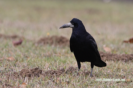 Saatkrähe - Copyright Christoph Moning